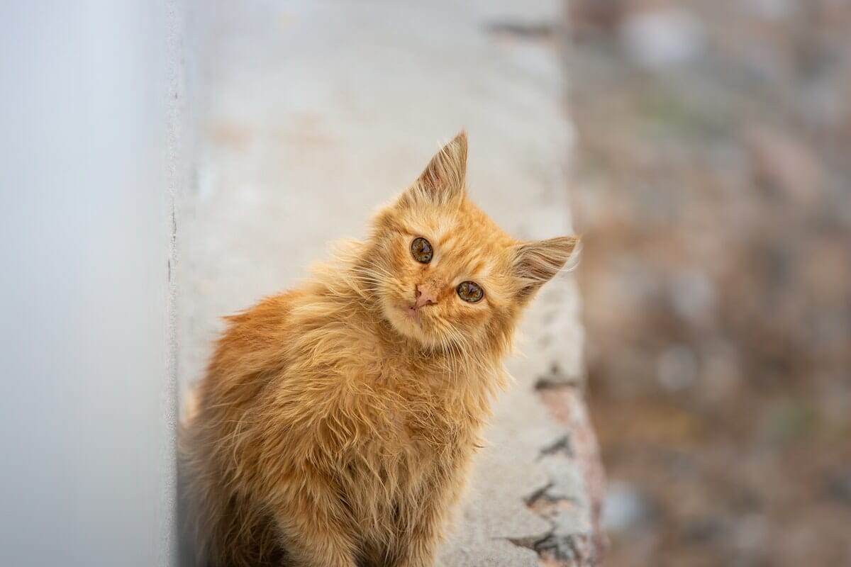 Gatto in perlustrazione, curioso e che si diverte