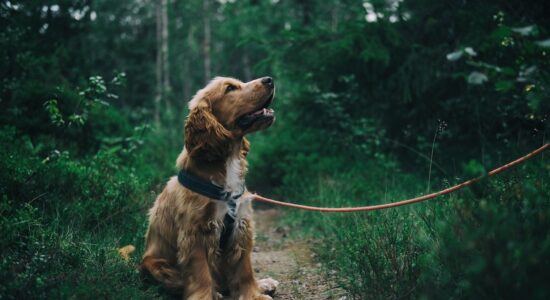 Gli incredibili suoni e odori che un cane sente