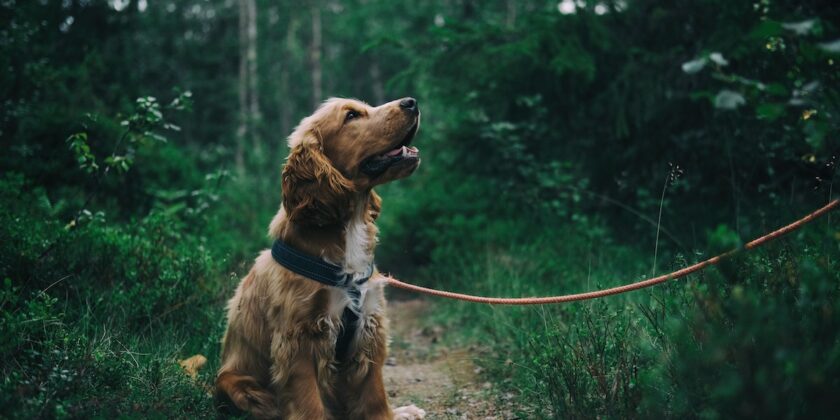 Gli incredibili suoni e odori che un cane sente