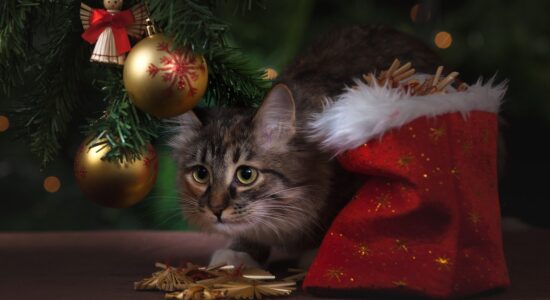 I gatti non dovranno più temere i botti