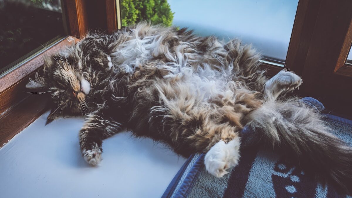 I messaggi che ci manda il gatto