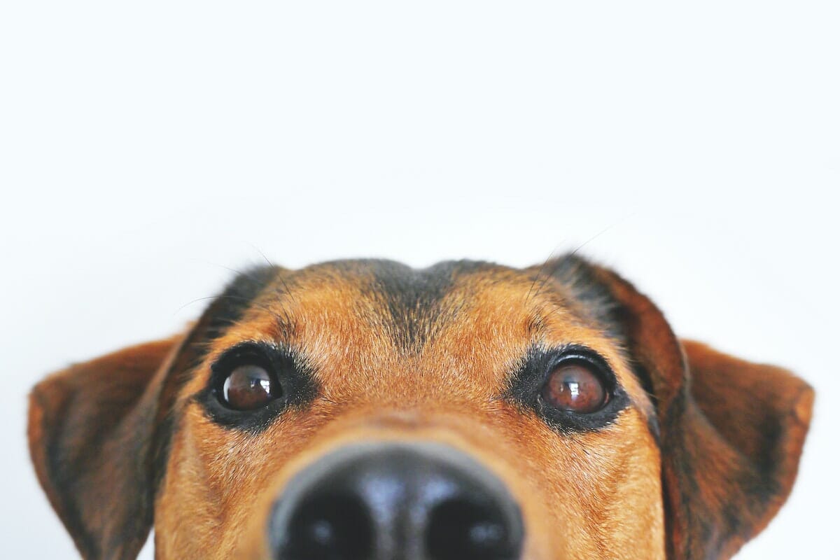 Il cane avverte meglio le frequenze basse