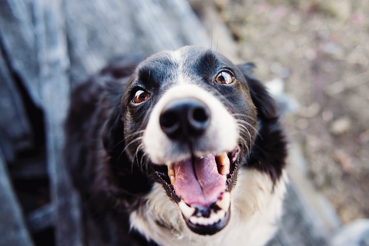 Il cane segue le tracce olfattive e uditive