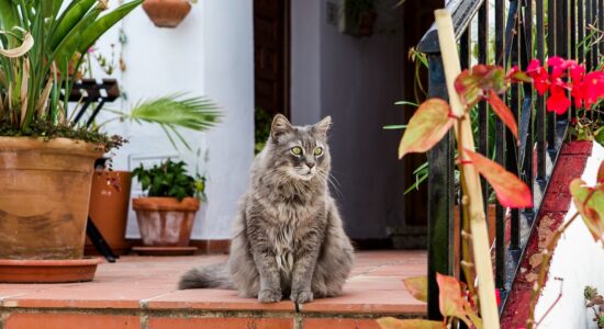 Il gatto è uscito di casa