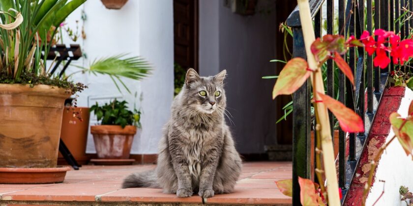 Il gatto è uscito di casa