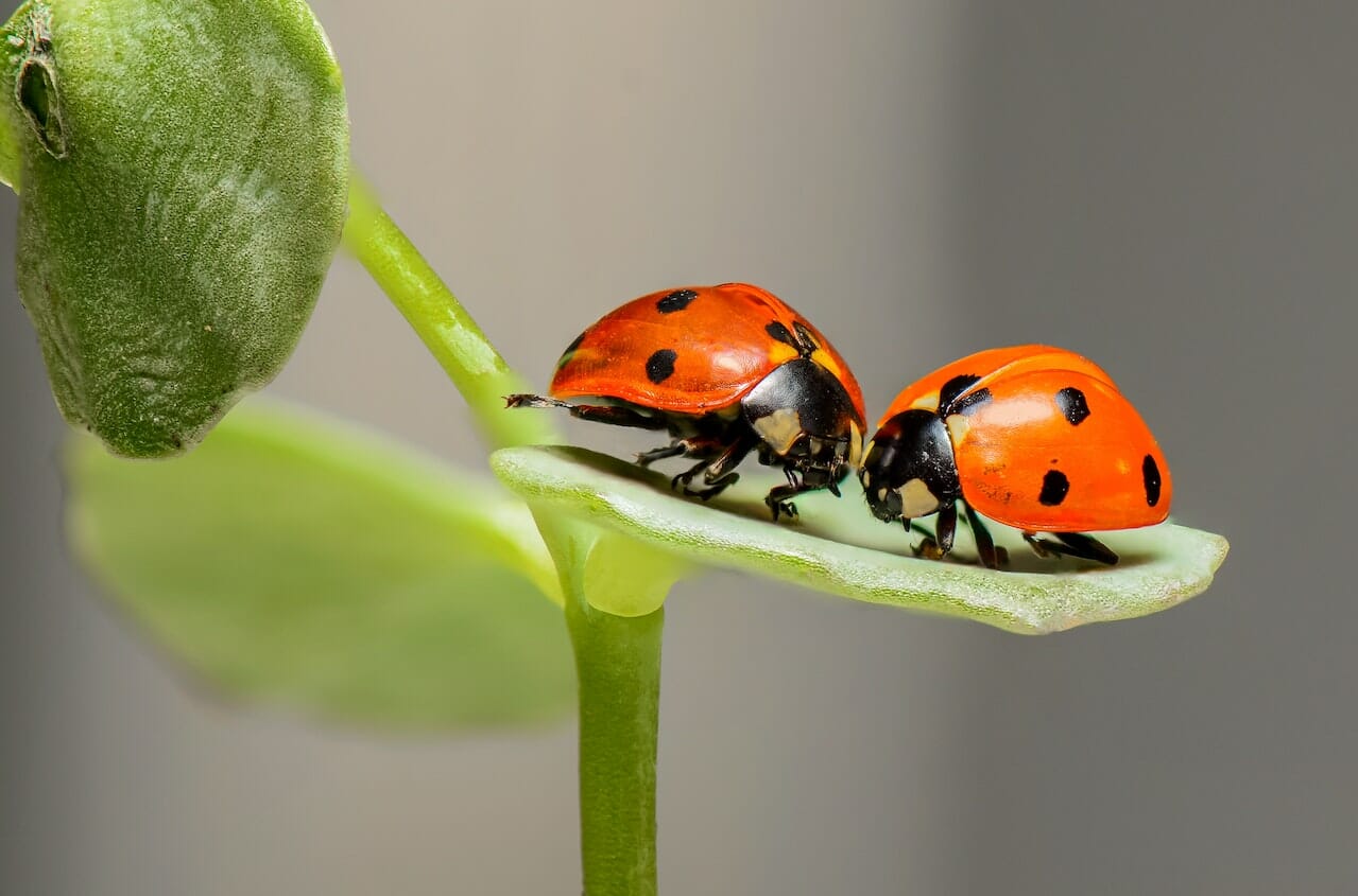 Il lievito di birra attira le coccinelle