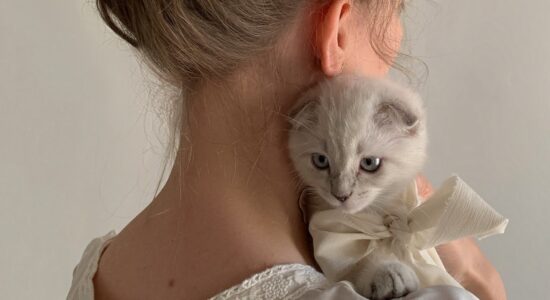 Incredibile quanto sia ingrassato il gatto