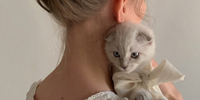 Incredibile quanto sia ingrassato il gatto
