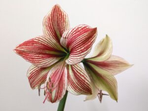 L'amaryllis è una pianta bulbosa ottima come regalo