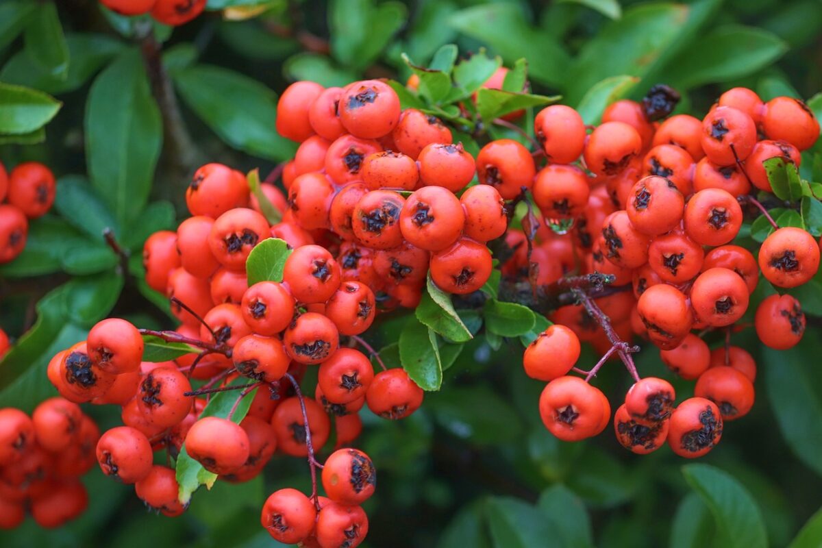 la Pyracantha è un perfetto decoro natalizio