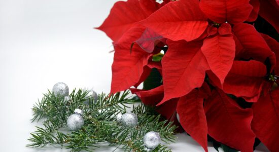 La stella di Natale dura molto di più