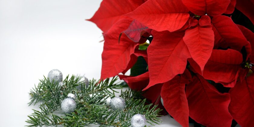 La stella di Natale dura molto di più