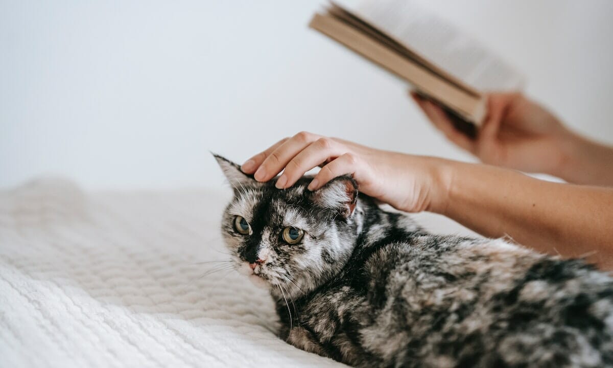 l’amore degli animali tramite la letteratura
