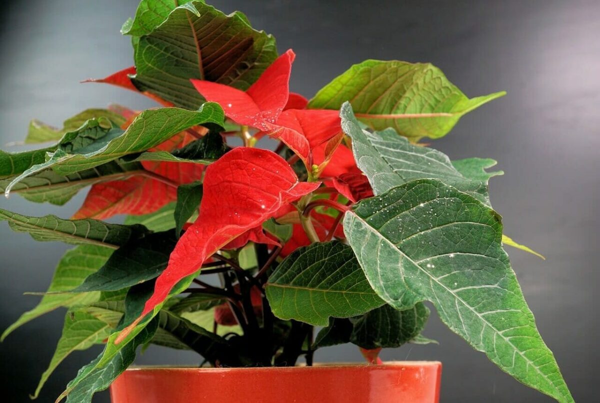 non posizionarla vicino alle fonti di calore