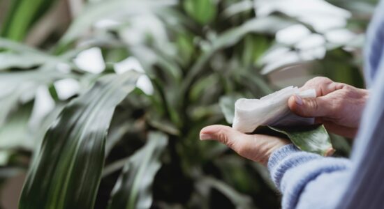 Non solo piante che purificano l'aria