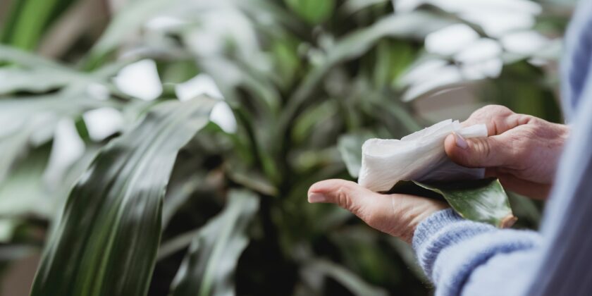 Non solo piante che purificano l'aria