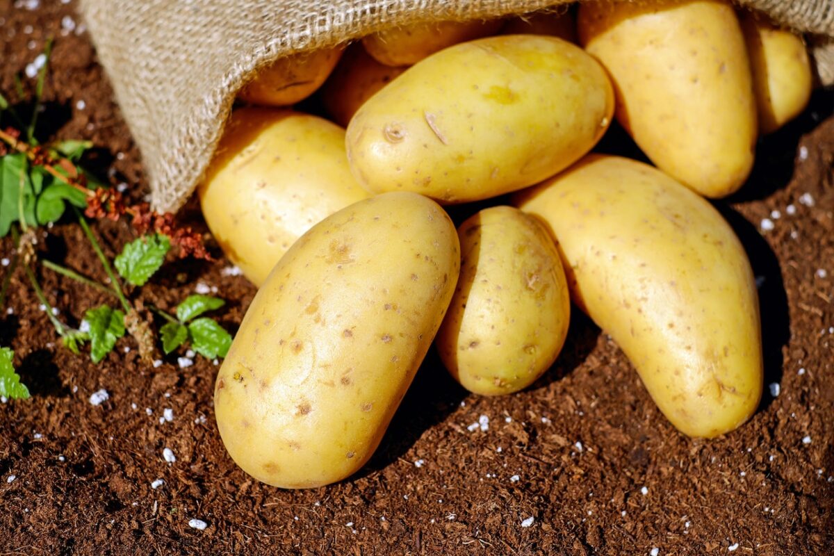 Ogni anno vengono prodotti 400 milioni di patate