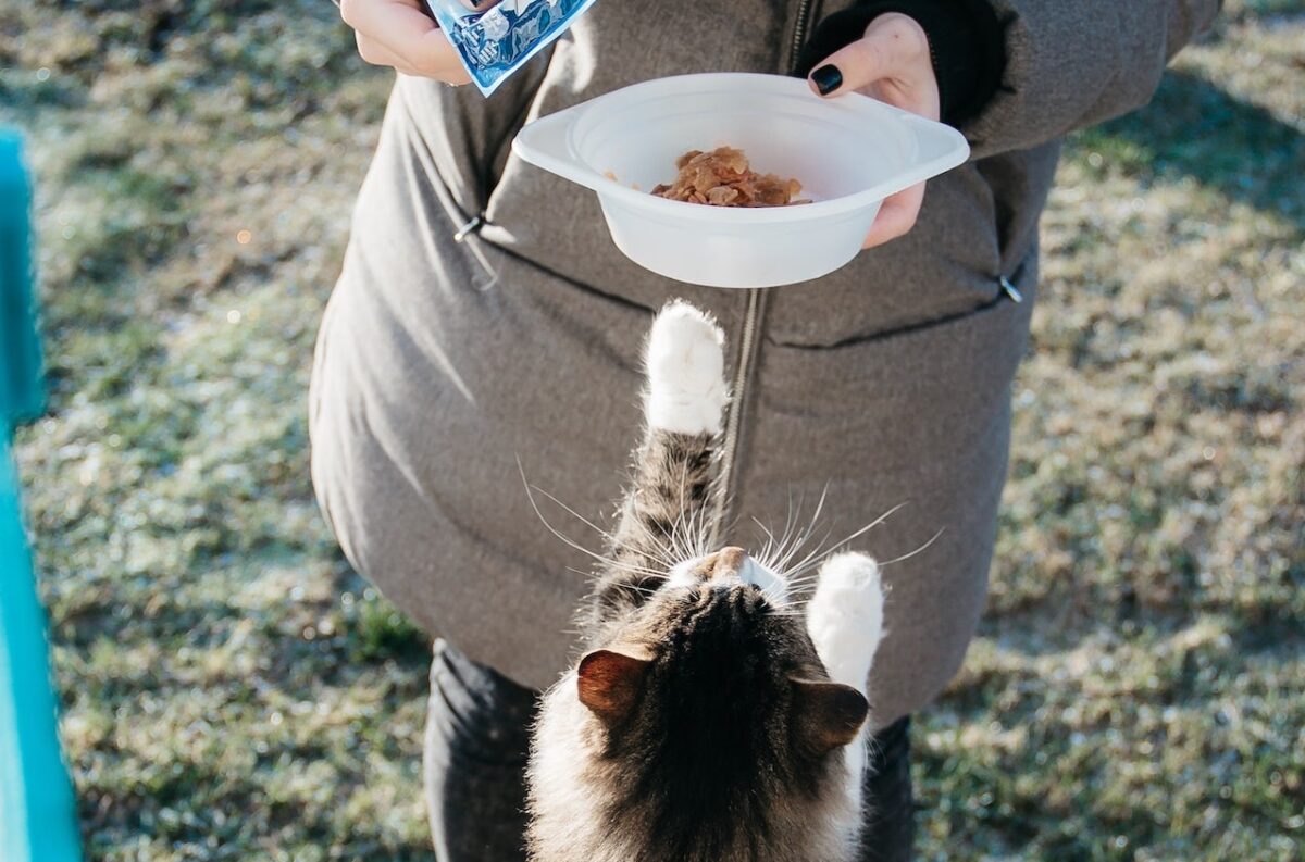 Pensiamo subito che il gatto mangia troppo