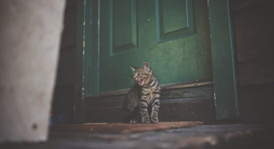 Perché mai il gatto miagola davanti alla porta chiusa
