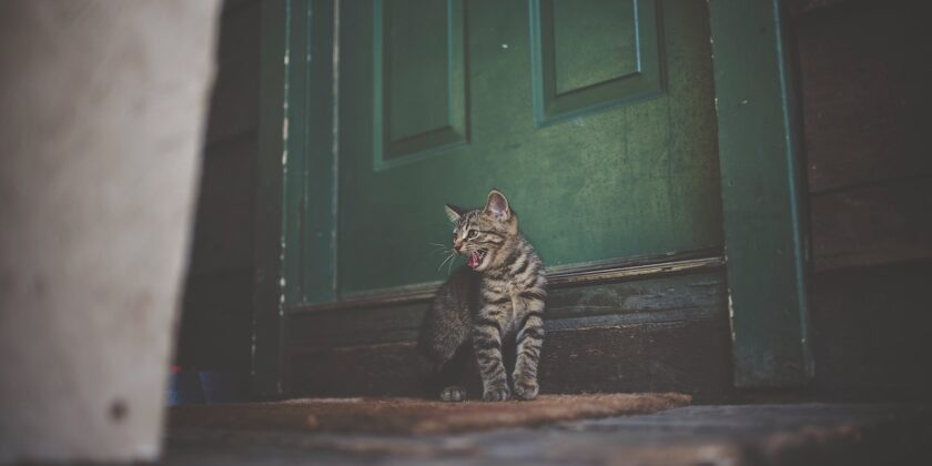 Perché mai il gatto miagola davanti alla porta chiusa