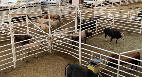 Trappola per tori in arrivo sul titolo SOL?