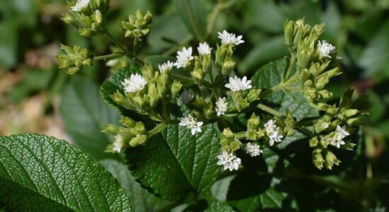 pianta della stevia