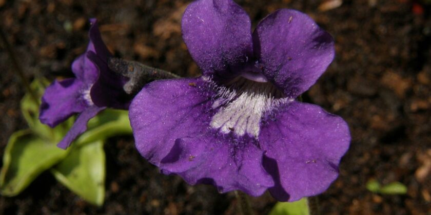 pinguicula grandiflora
