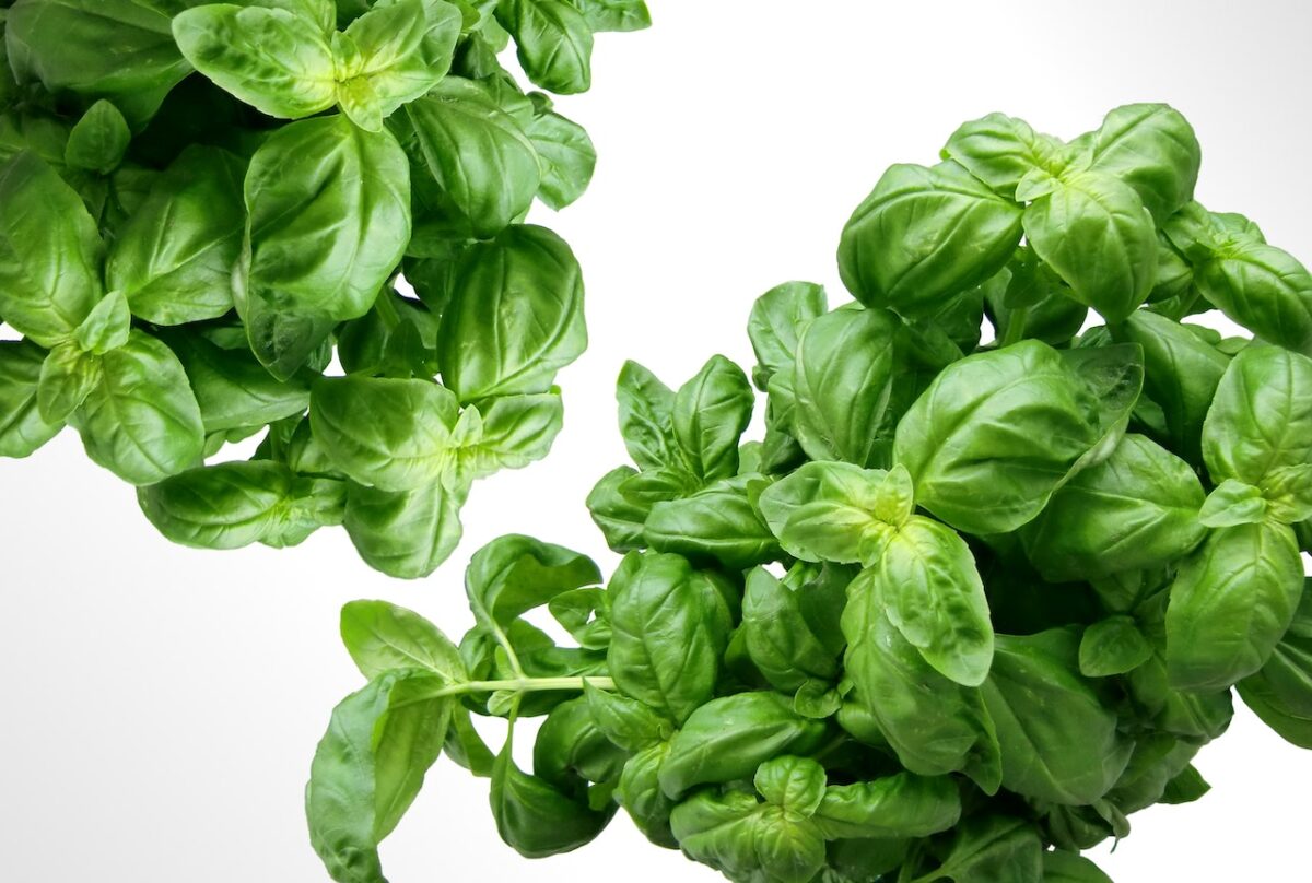 Prendiamo le foglie di basilico