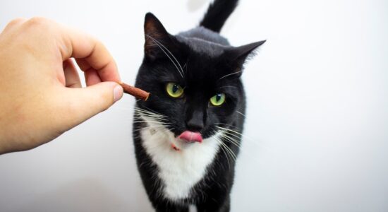 Prepariamo questi snack per gatti fatti in casa