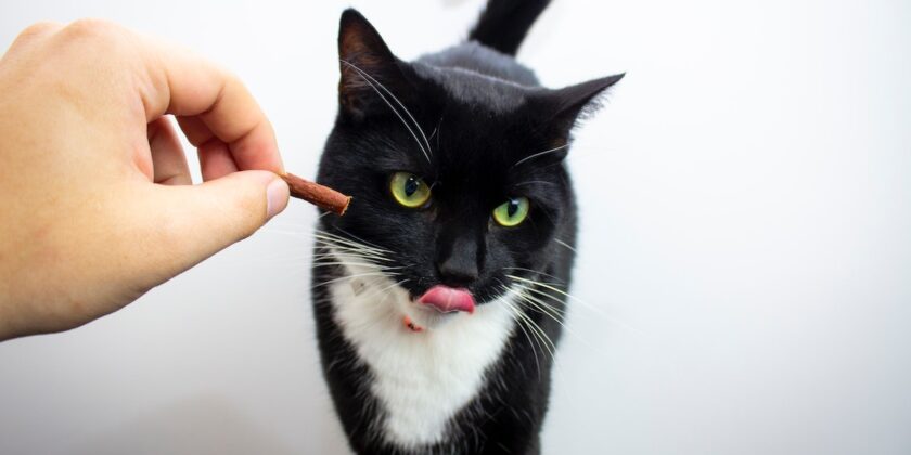 Prepariamo questi snack per gatti fatti in casa