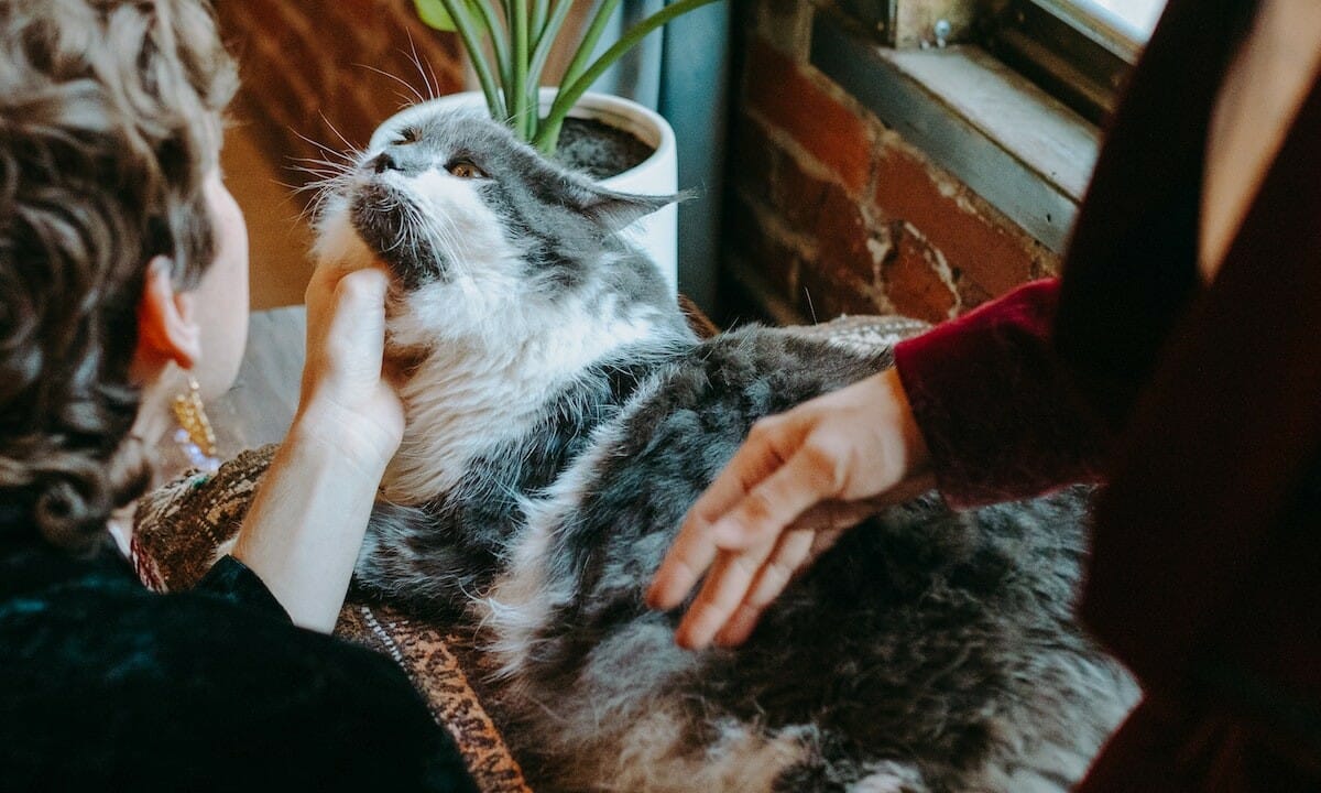 proliferazione di parassiti, acari e pulci