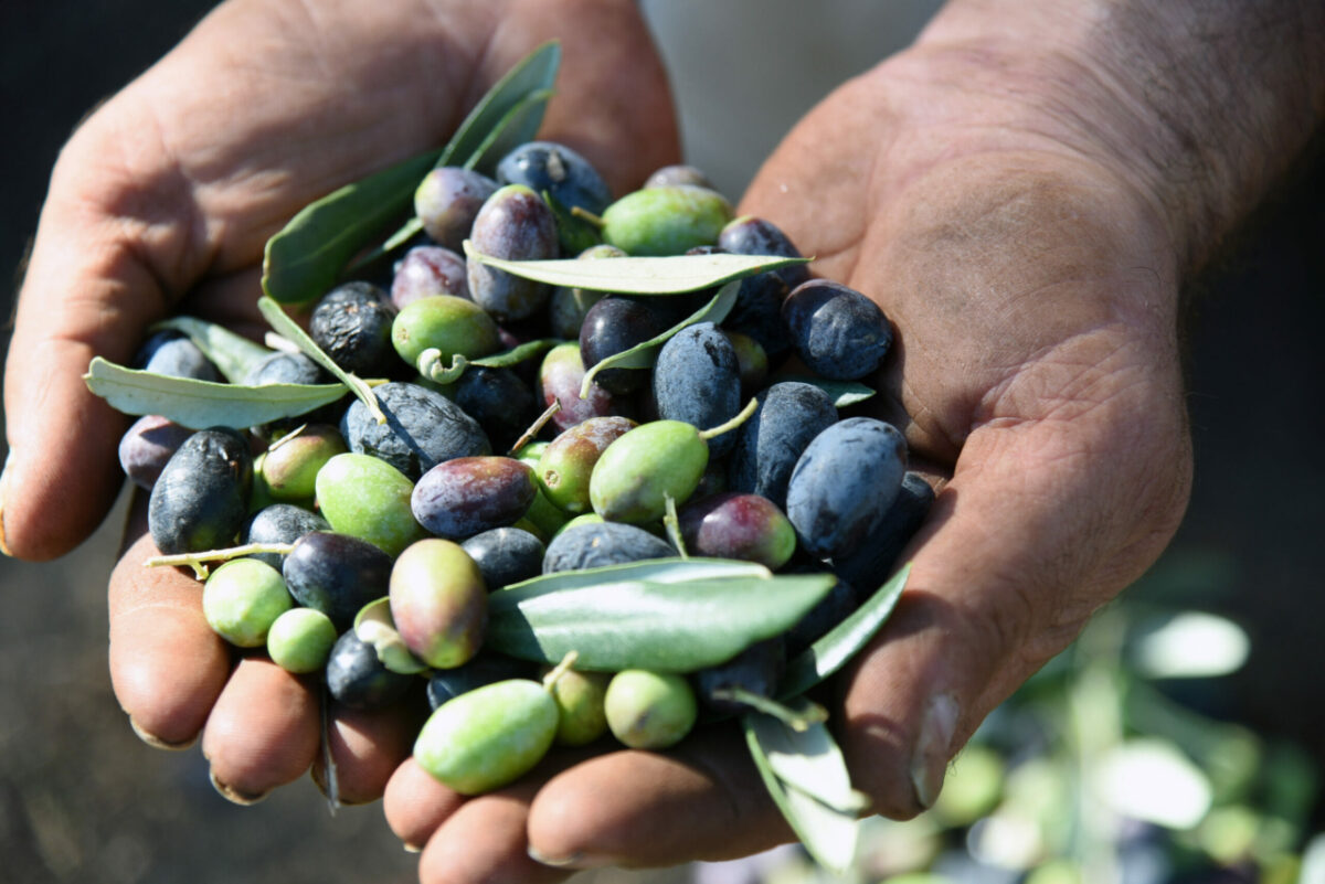 qualità dell’olio d’oliva