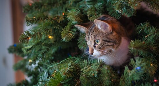Salvare e proteggere cani e gatti