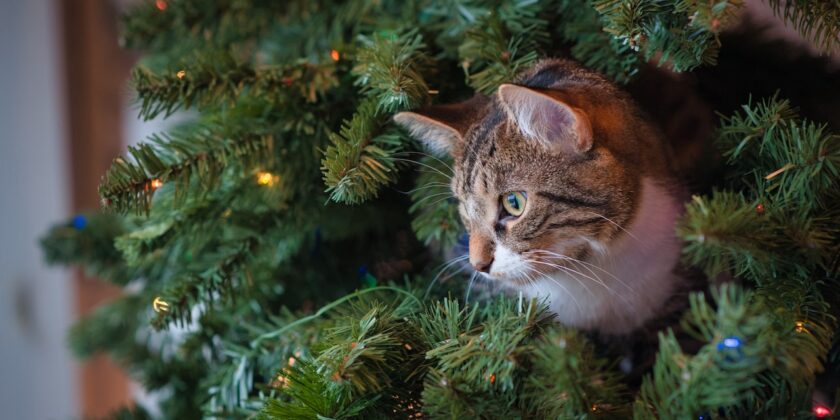 Salvare e proteggere cani e gatti