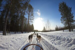 slitta trainata dai cani