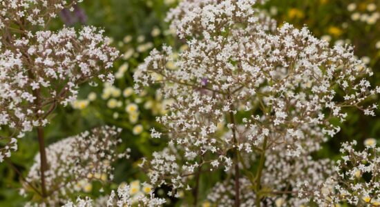 Straordinari i motivi per i quali la valeriana