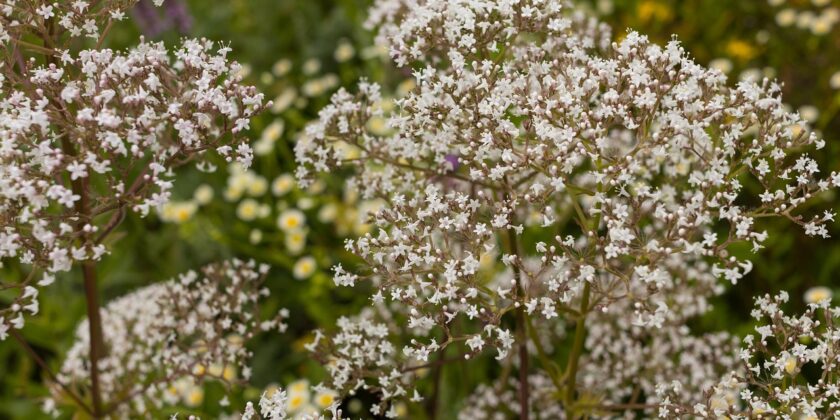 Straordinari i motivi per i quali la valeriana