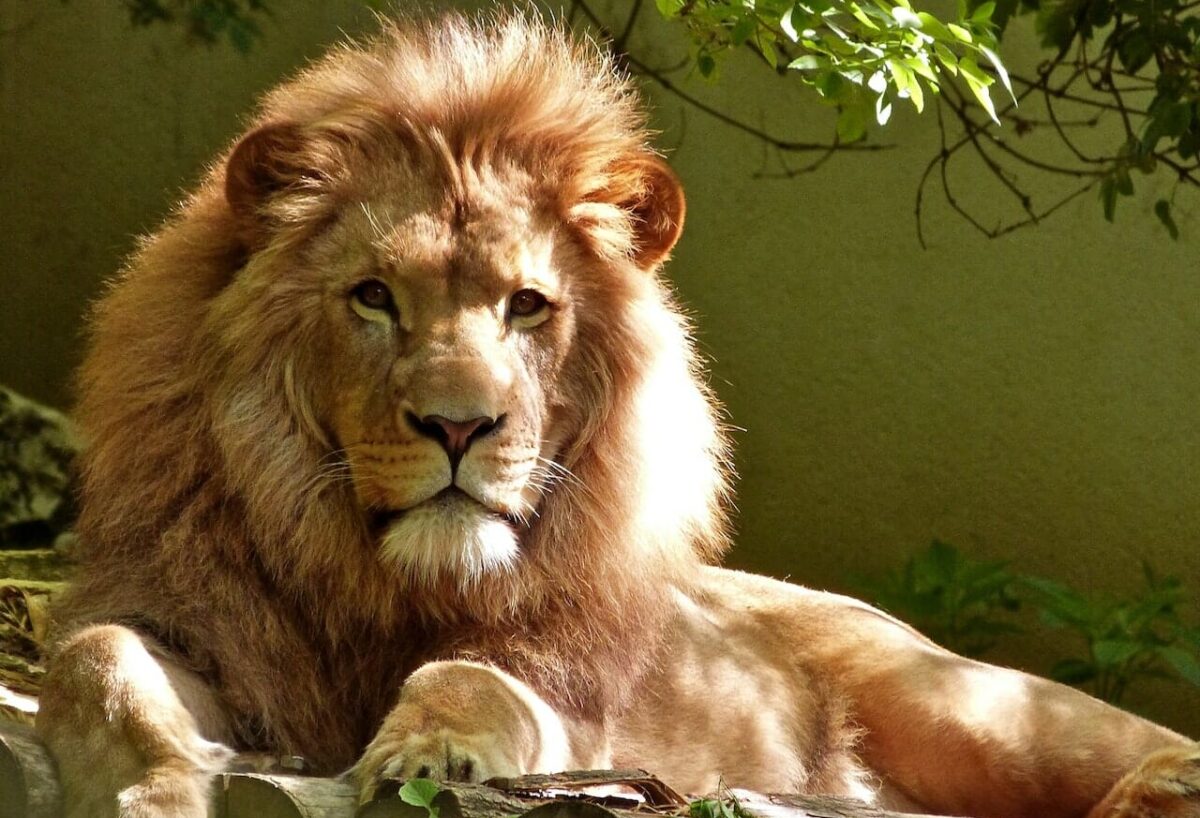 Tanto denaro per il Leone