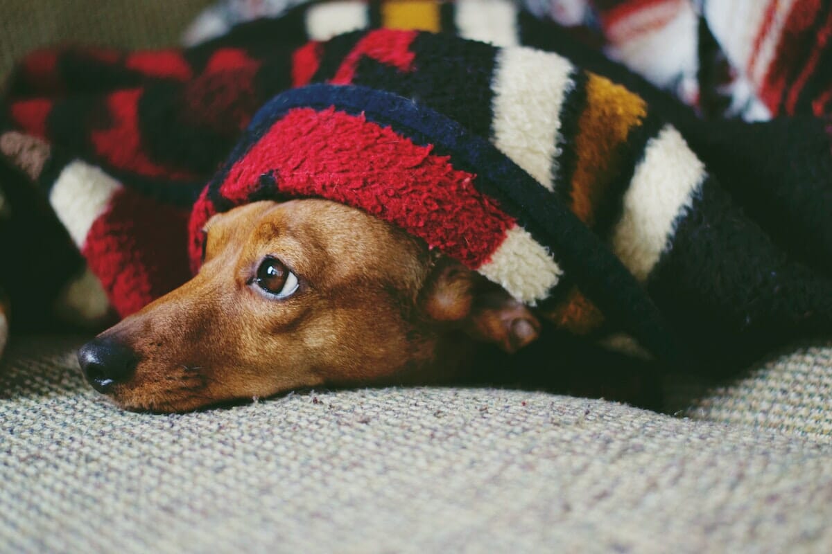 Tenere il cane al caldo in una coperta