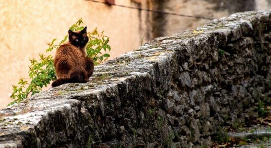 Tutto il Mondo ce li invidia i 2 borghi dai gatti fantasma