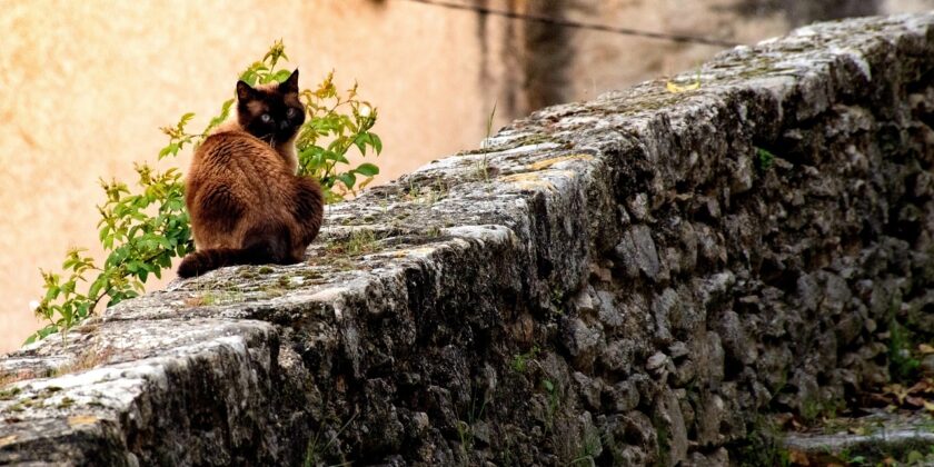 Tutto il Mondo ce li invidia i 2 borghi dai gatti fantasma