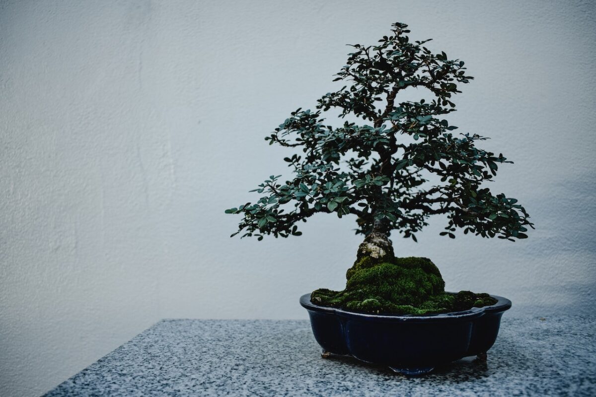 Un'altra idea potrebbe essere quella di regalare un bonsai