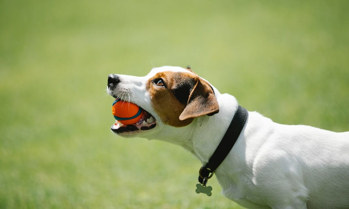 un cane andrà sempre matto per uno spara palline