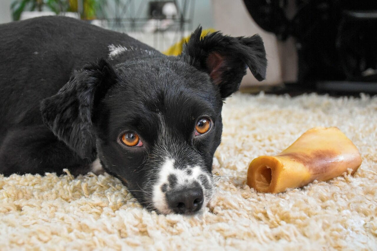 un cane non disdice affatto di rosicchiare un bell’osso