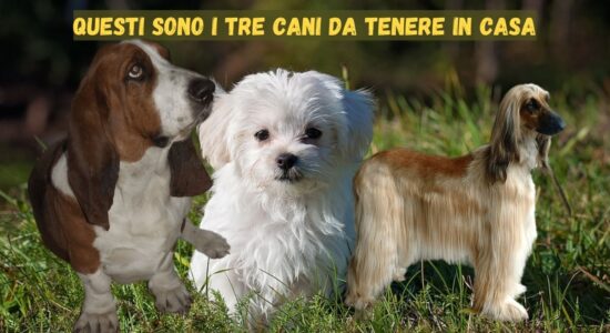 3 razze di cane ideali da tenere in casa