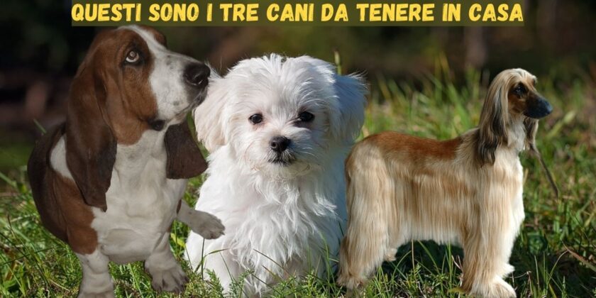 3 razze di cane ideali da tenere in casa