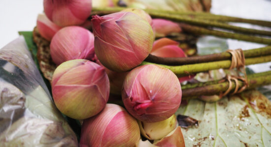  5 trucchi degli chef per avere carciofi sempre morbidi