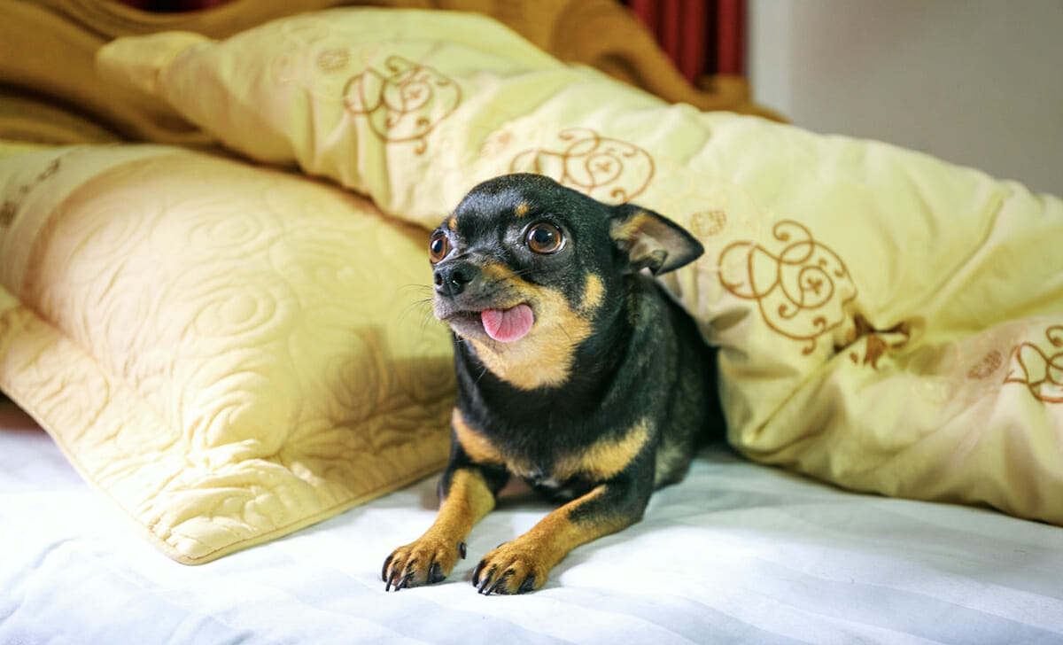 Abituare il cane a usare i nostri spazi diminuirà gradualmente il suo rispetto per le nostre indicazioni