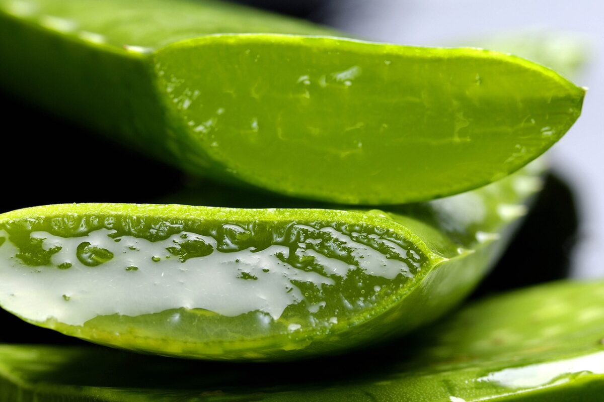 Aloe vera-proioezionidiborsa.it