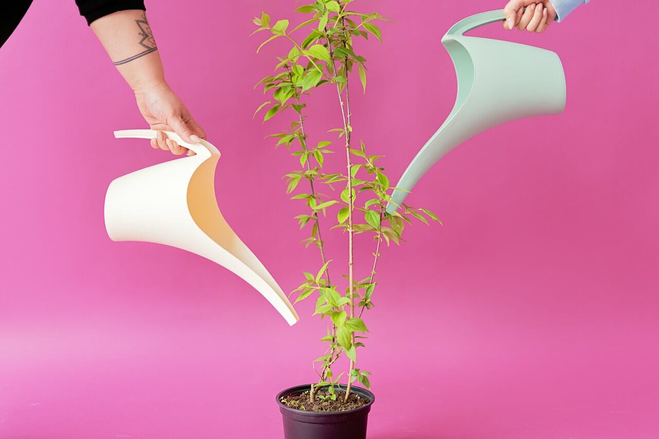 Annaffia le piante con l'acqua di cottura delle verdure